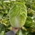 黄心大白菜