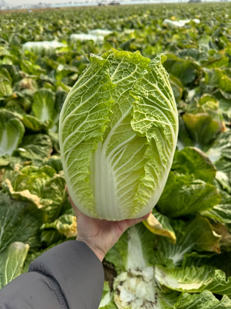 黄心大白菜