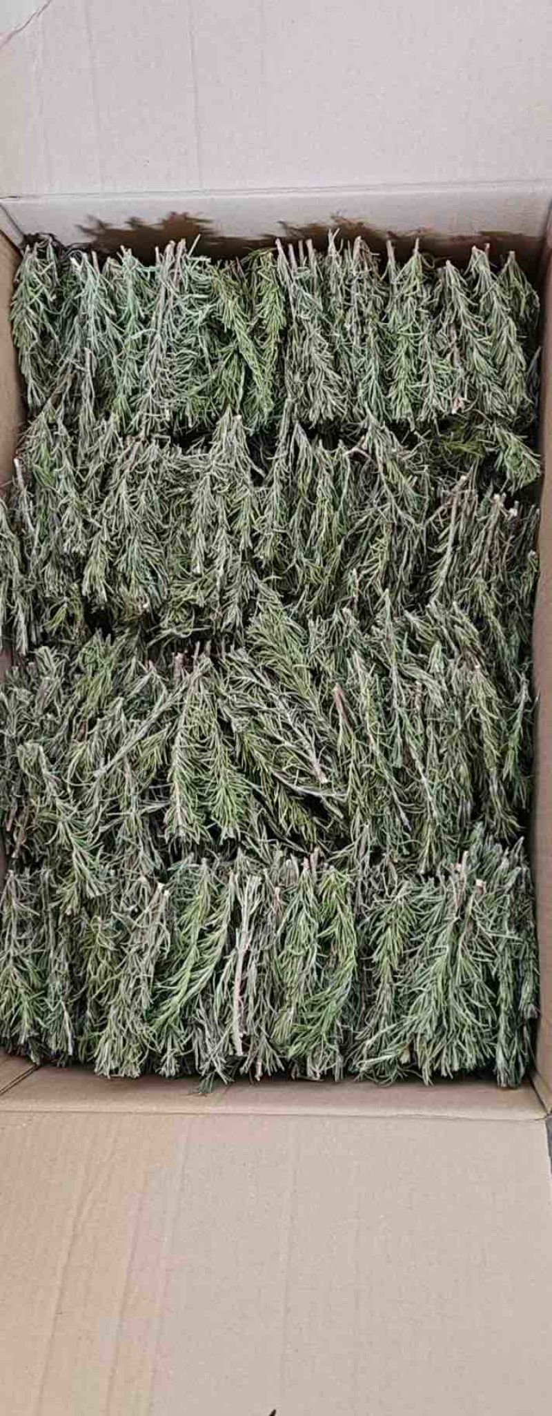 迷迭香干支条