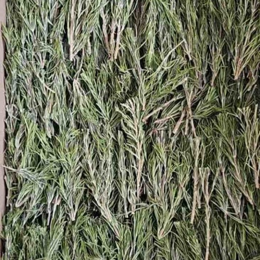 迷迭香干支条
