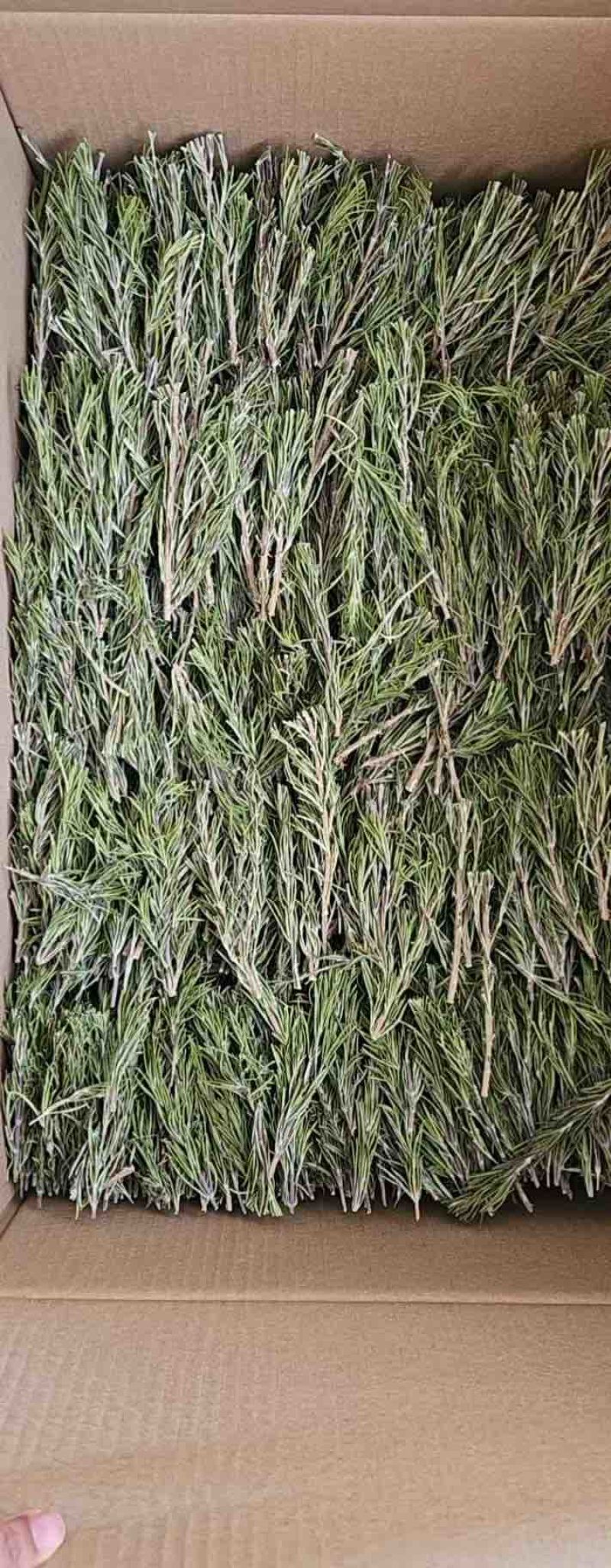 迷迭香干支条