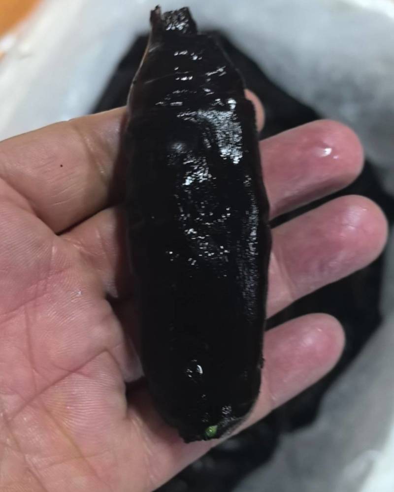 小乌参30-35规格