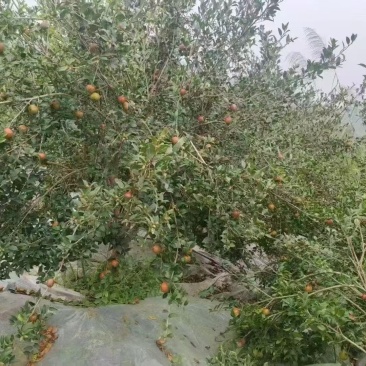 山茶油
