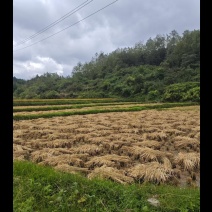贵州省长顺县广顺水稻