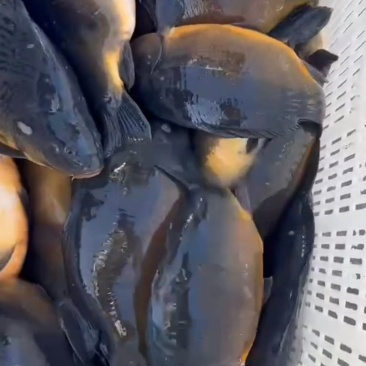 精品美丽小黑猪，鸭绿江镜鲤三道鳞