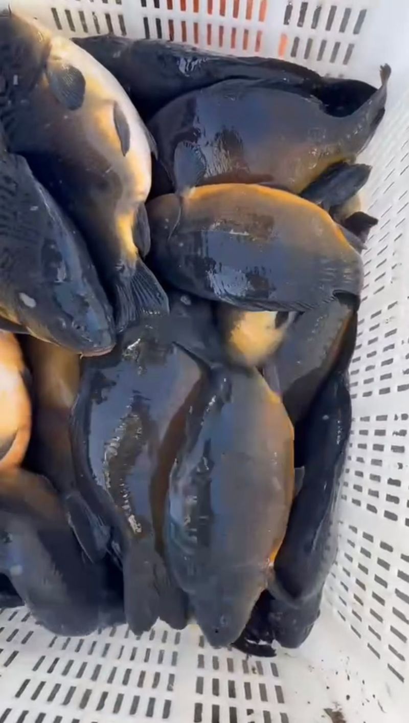 精品美丽小黑猪，鸭绿江镜鲤三道鳞