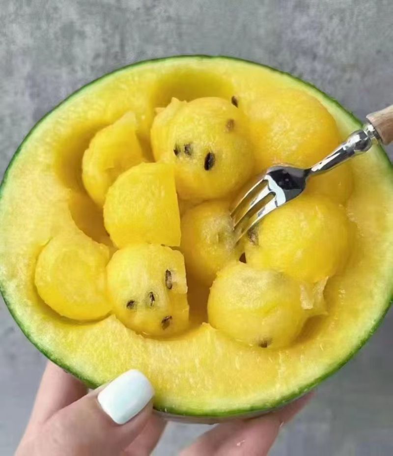 甘肃小黄壤西瓜