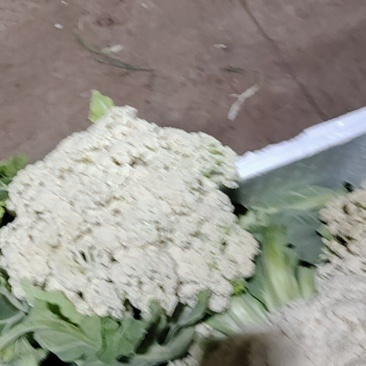 自松花