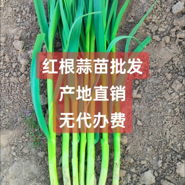 产地直批发，上车价格
