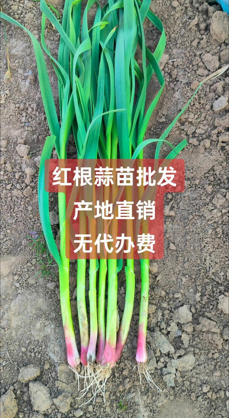 产地直批发，上车价格