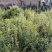 金弹子盆景
