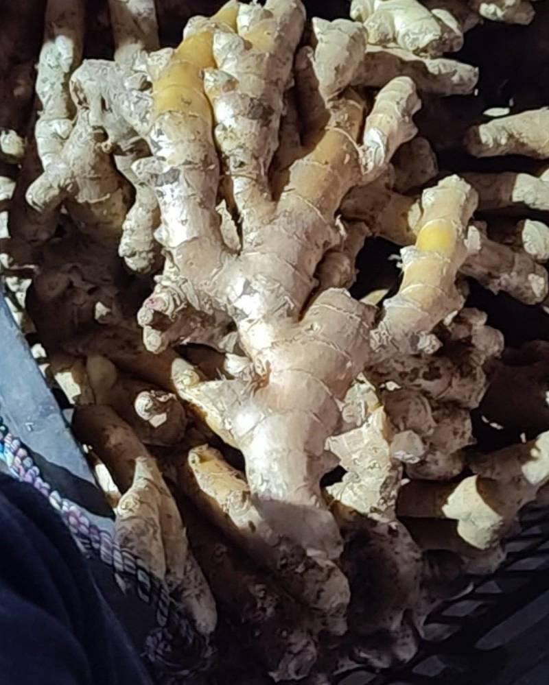 文明铺生姜