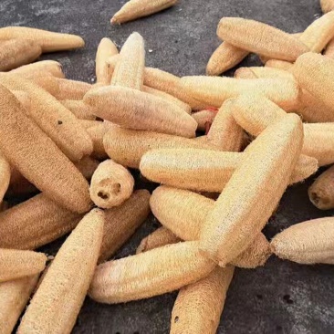 丝瓜络