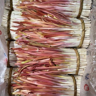 大金勾韭菜，红苗，自种，山东莒县特产