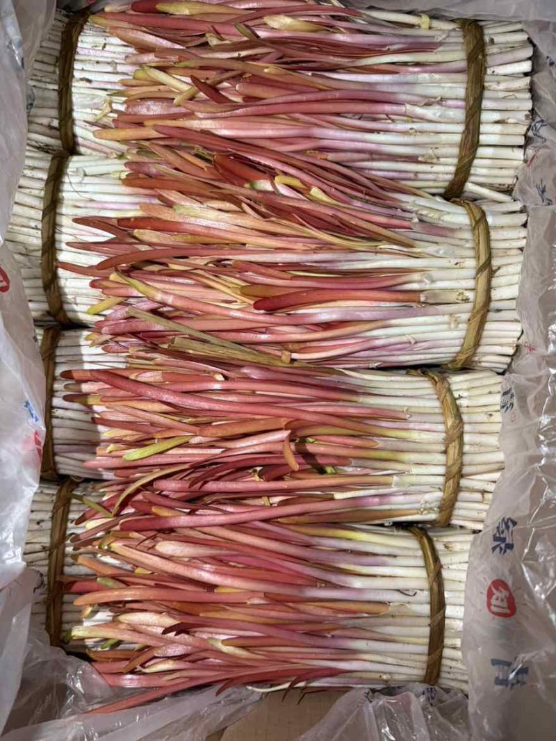 大金勾韭菜，红苗，自种，山东莒县特产