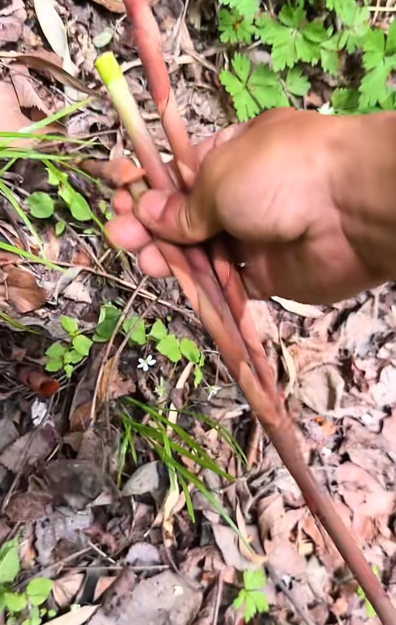熊猫都爱吃的高山箭竹笋