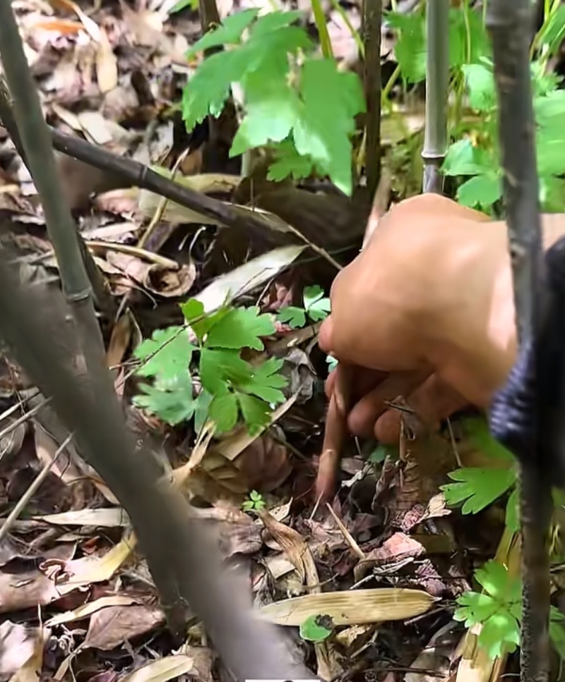 熊猫都爱吃的高山箭竹笋