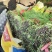 韭菜西红柿