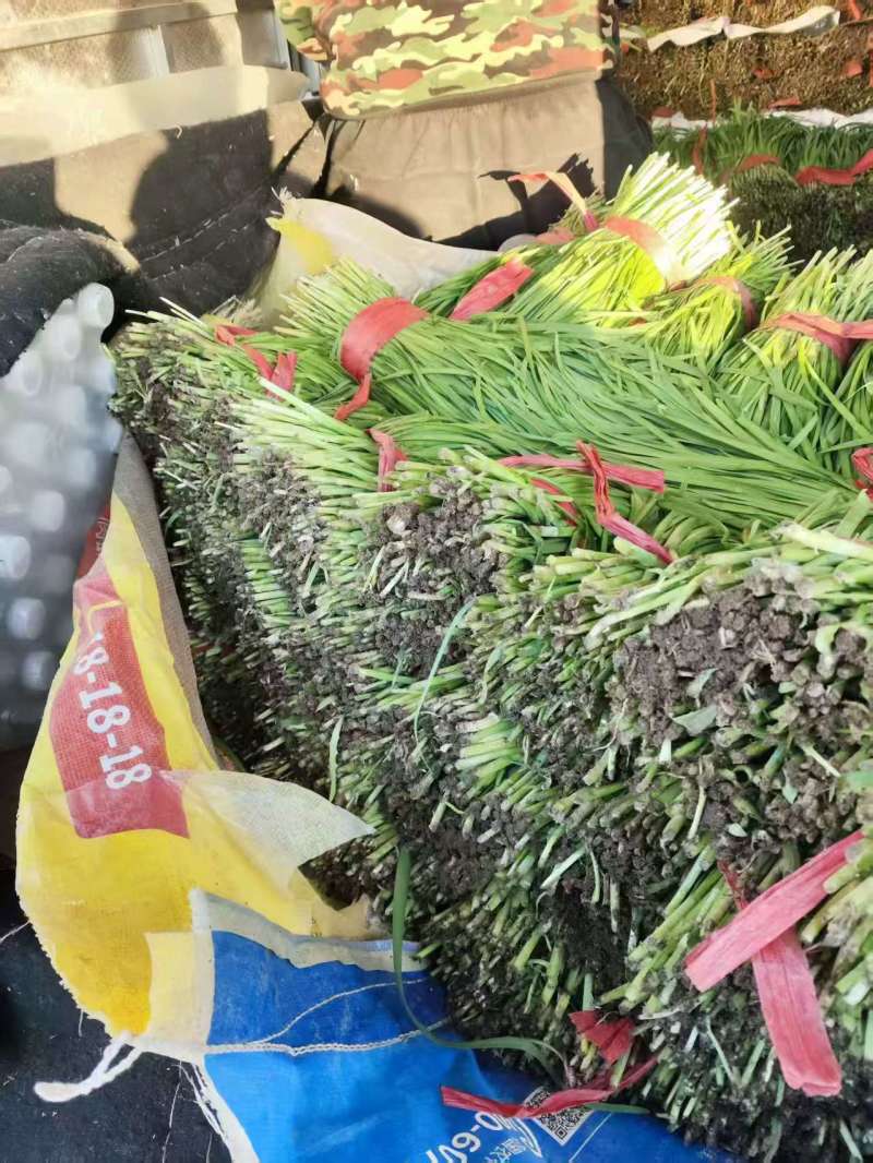 韭菜西红柿