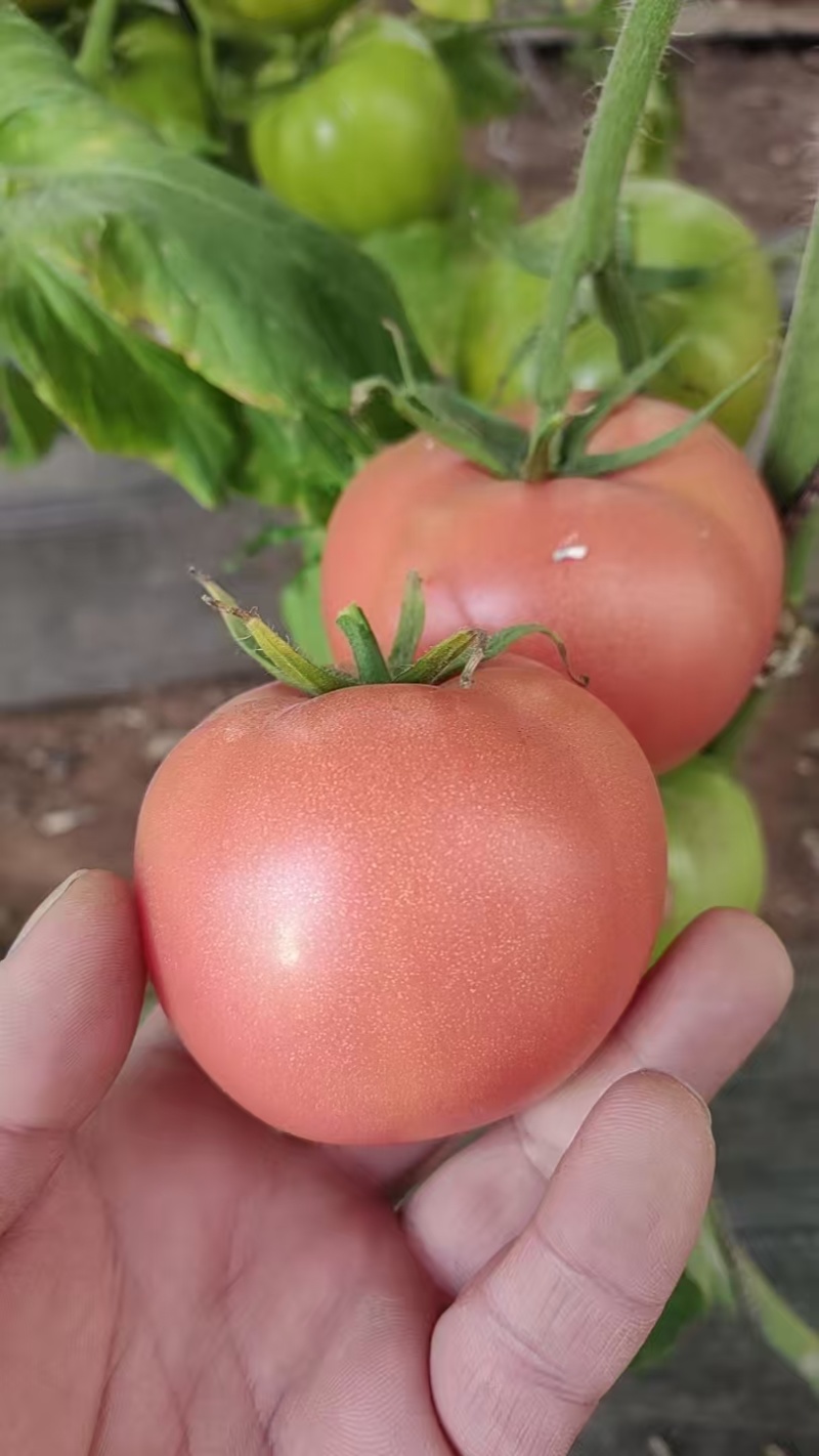 韭菜西红柿