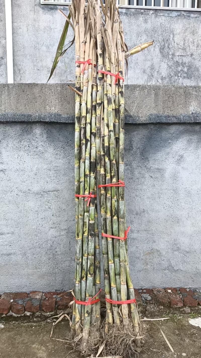 甘蔗大量批发需要赶紧联系全部是精品