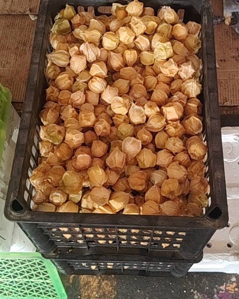 姑娘果，