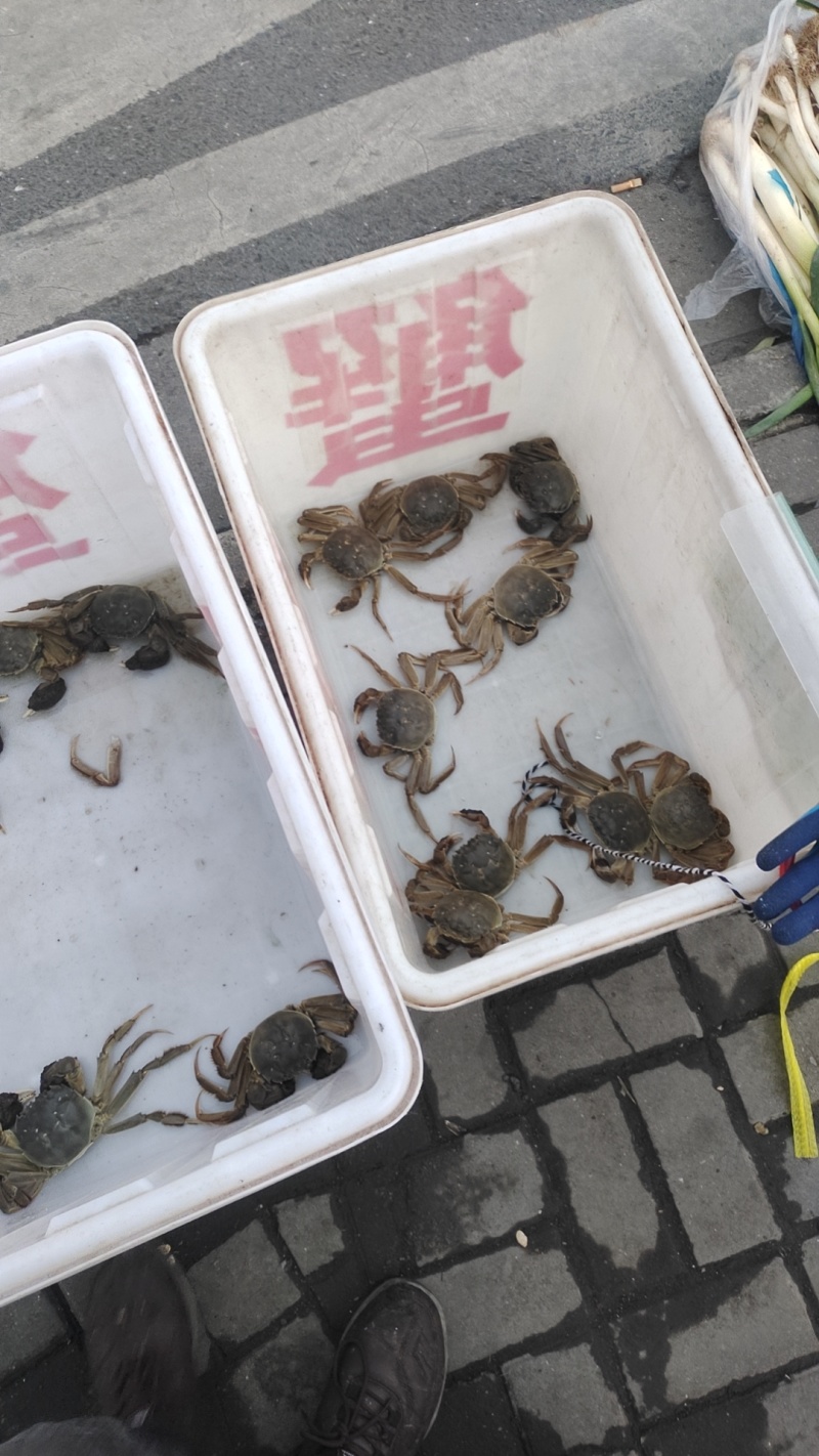 农村河蟹