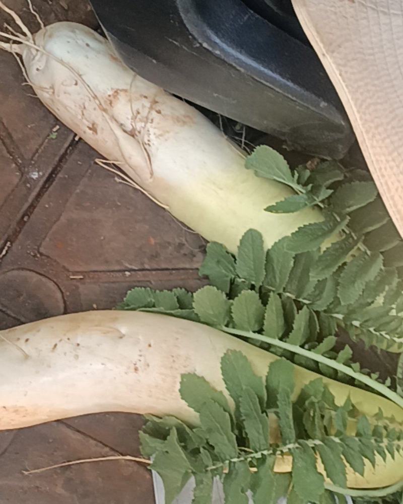 长白萝卜