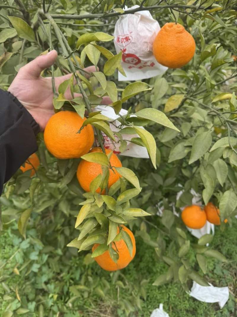 耙耙柑
