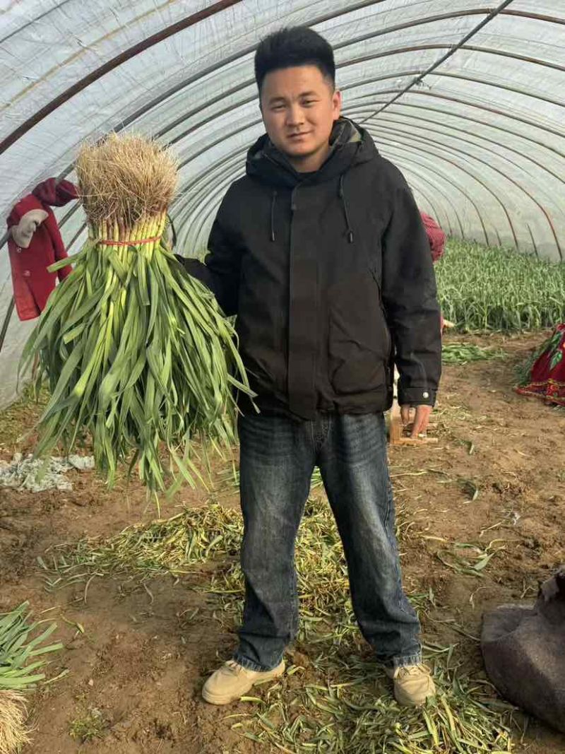 红根蒜苗