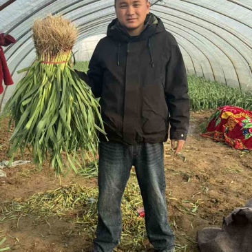 红根蒜苗