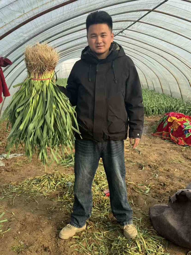 红根蒜苗