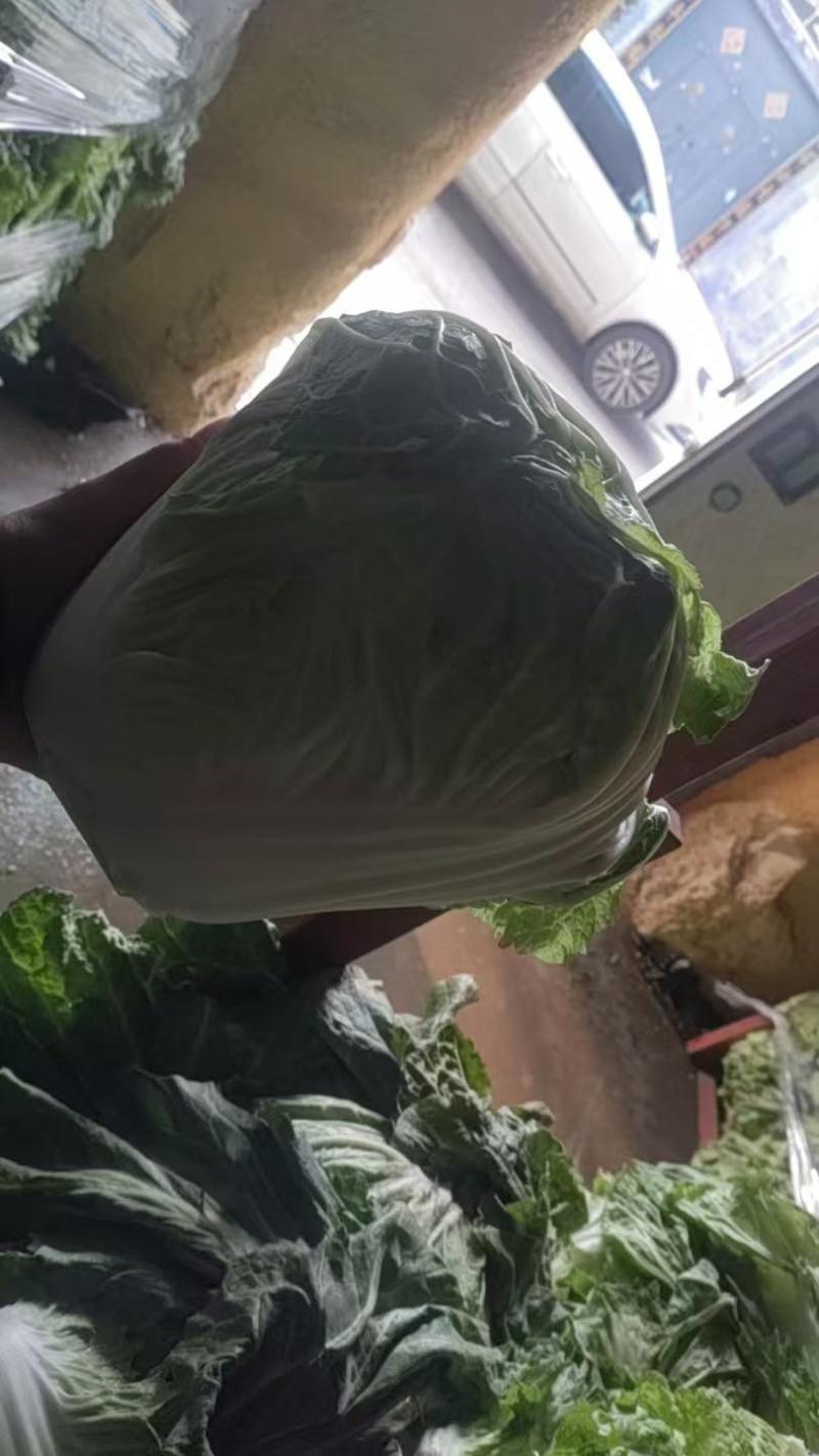 精品868白菜狮子头规格3.4.5斤