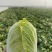 娃娃菜毛菜净菜可出