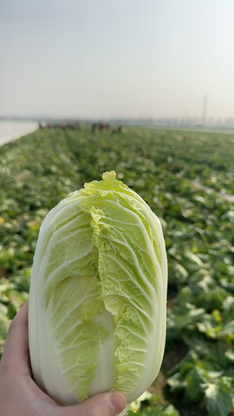 娃娃菜毛菜净菜可出