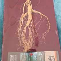20年林下参礼品装