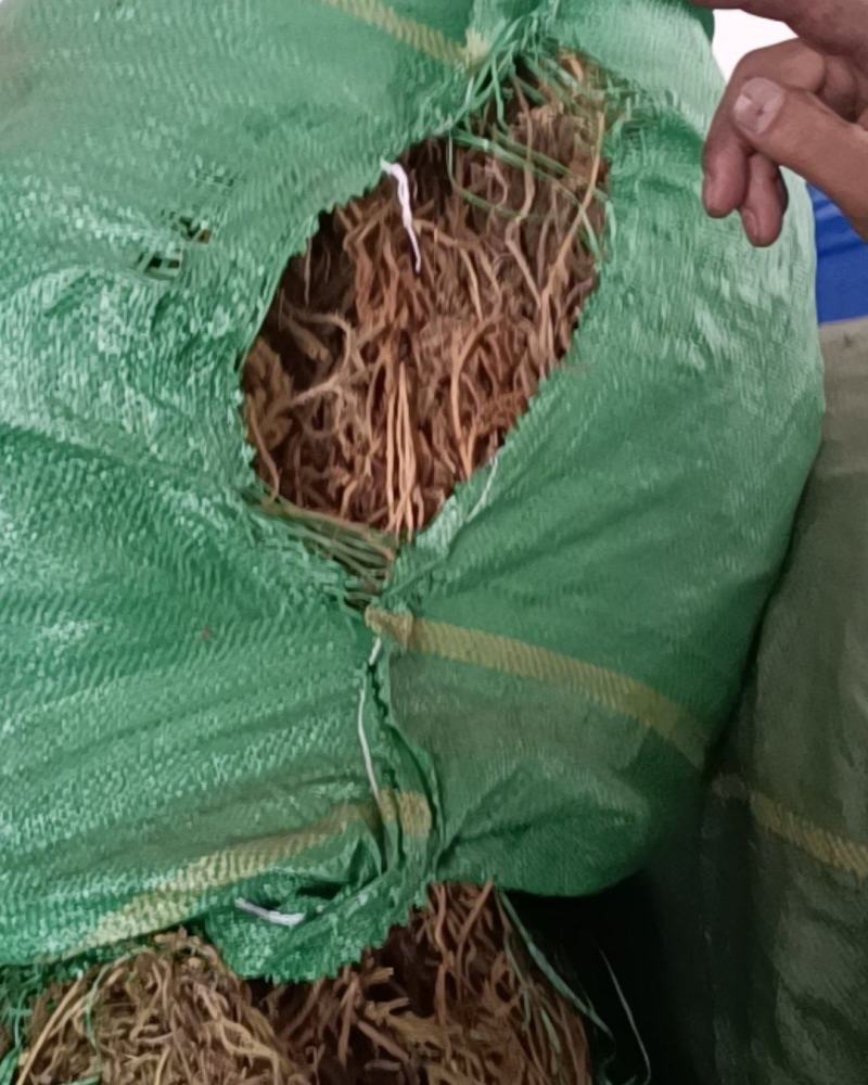 伸筋草