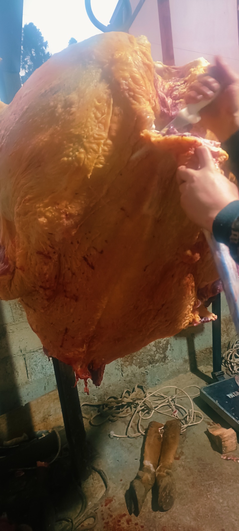 清真小黄牛肉