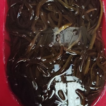洪湖本地养殖鳝鱼