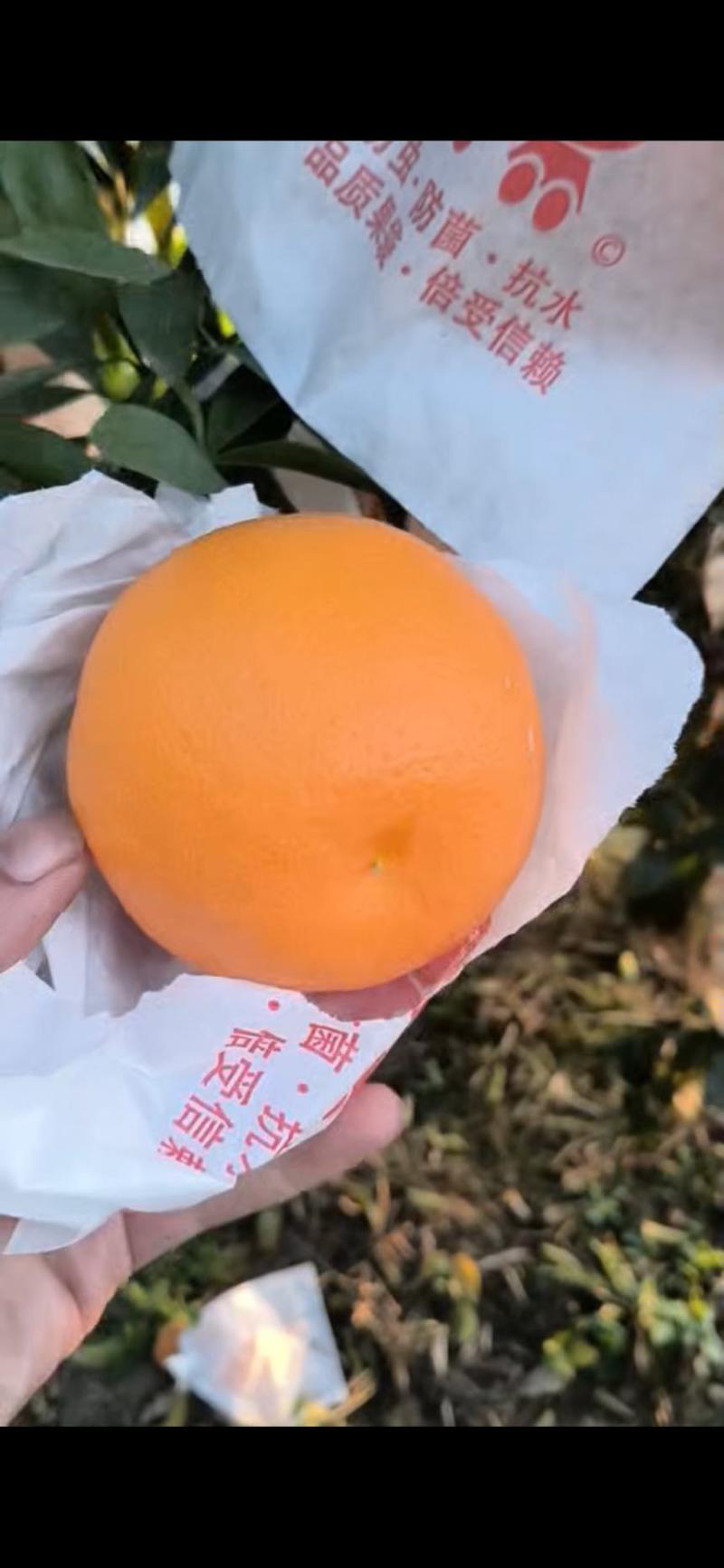 普通果，精品果都可以找到！真诚合作，骗子勿扰！谢谢