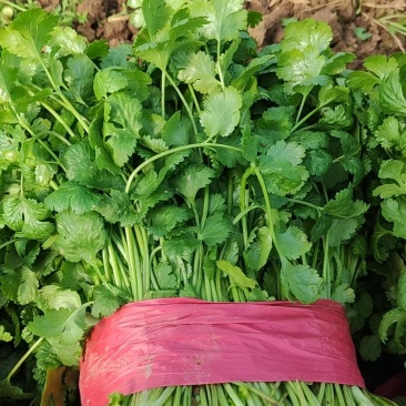河南大棚大叶香菜价格美丽货量充足