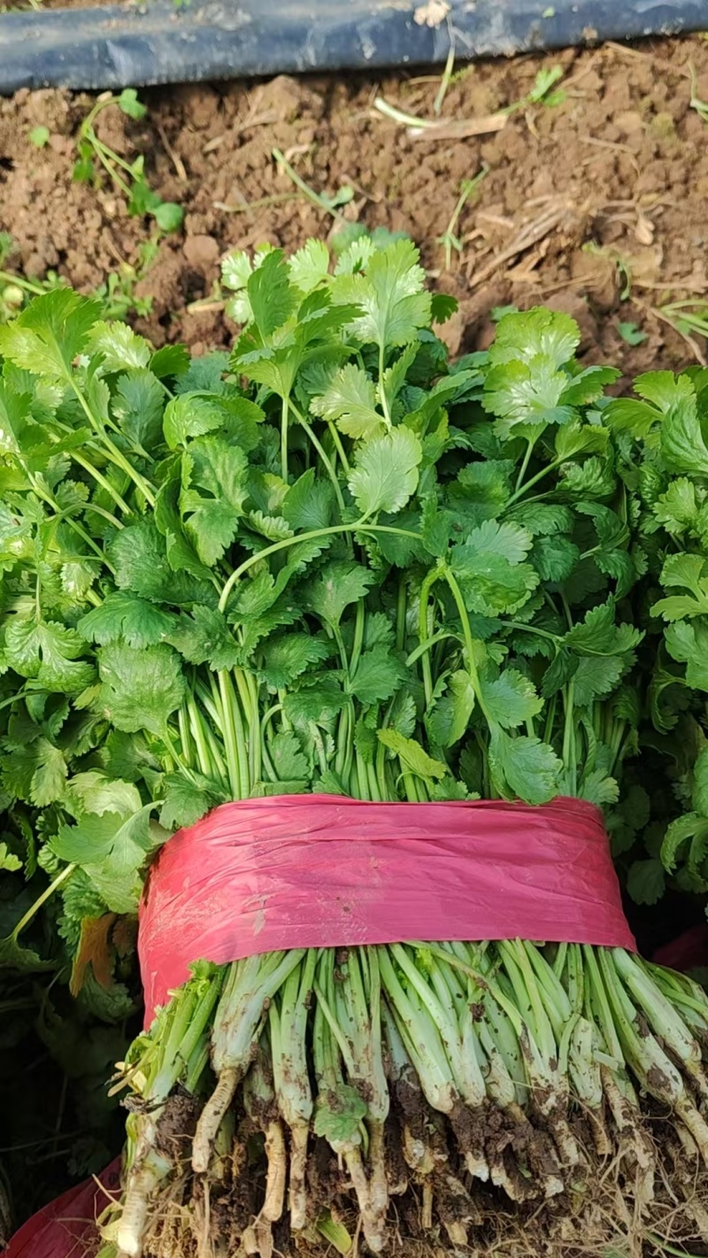 河南大棚大叶香菜价格美丽货量充足