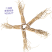 二仙岩新鲜党参
