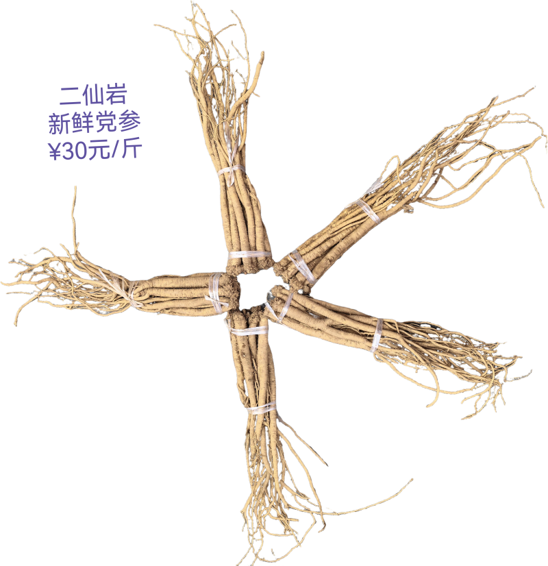 二仙岩新鲜党参
