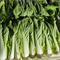 快菜
