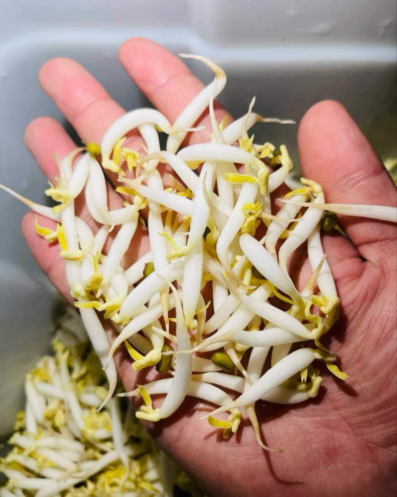 胖豆芽不一样的口感