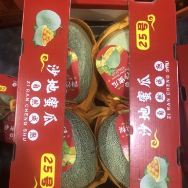 沙地晓蜜二级瓜