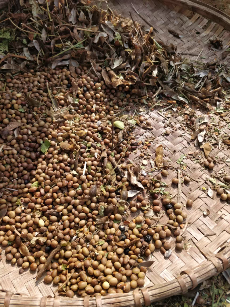 黄豆老品种麻黄豆农村自种土黄豆，磨豆浆做豆腐酱豆专用