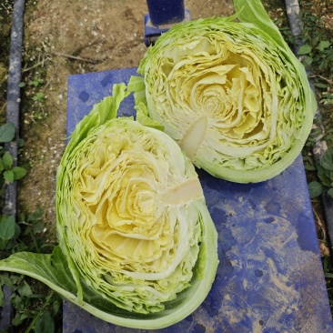 豫艺水果包菜2.5-3.5斤每棵