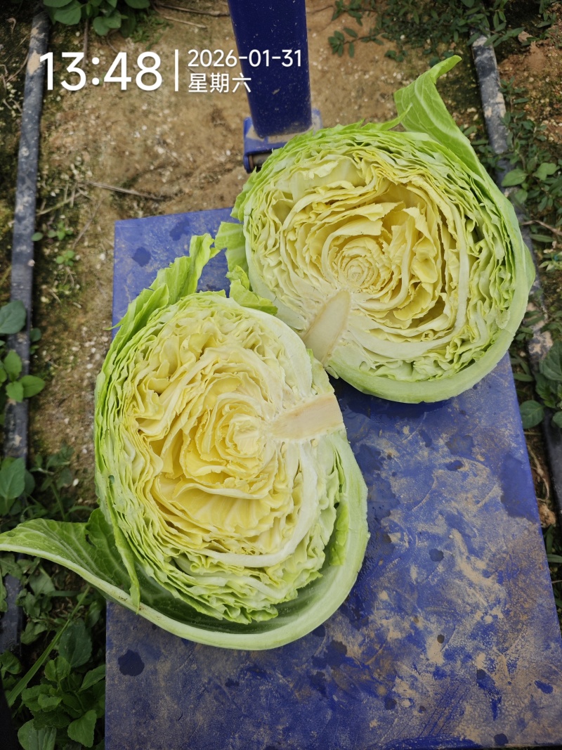 豫艺水果包菜2.5-3.5斤每棵